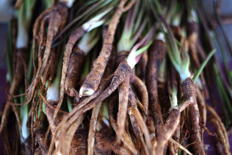 Close-up of pine tree