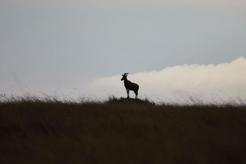Topi in silhouette on a hill in masai mara