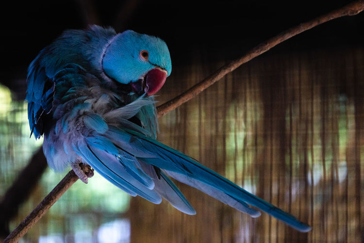 Close-up of blue parrot perching on wood