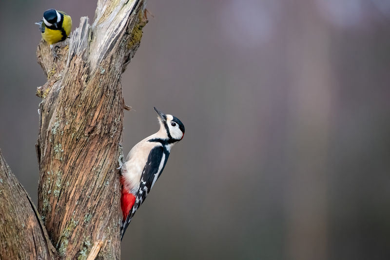 Close-up of bird perching on a tree - woodpecker
