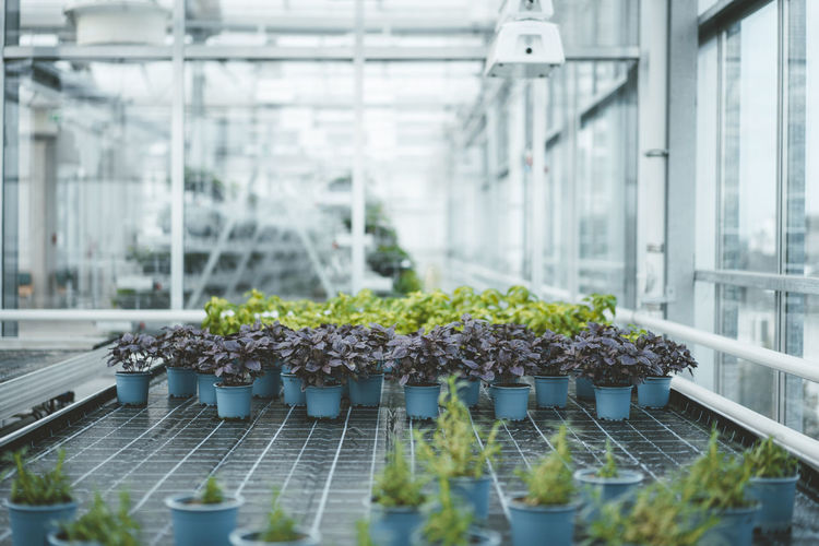 Potted plants arranged in greenhouse laboratory