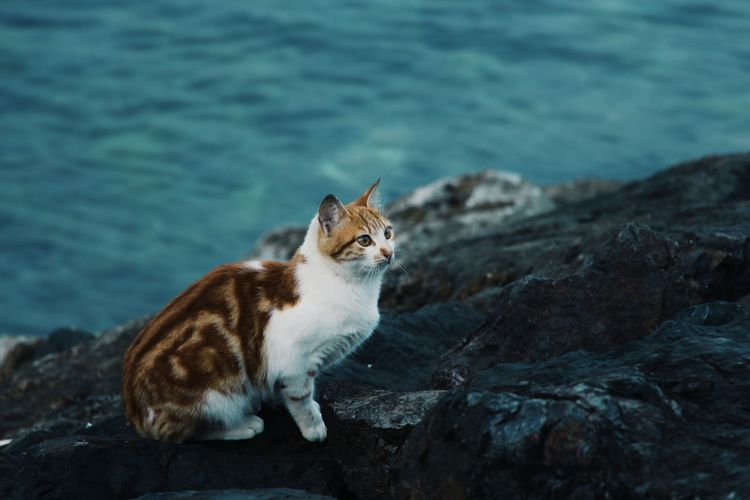 Cat looking away on rock