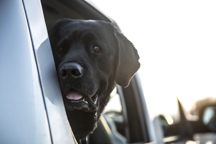Close-up portrait of black dog in car