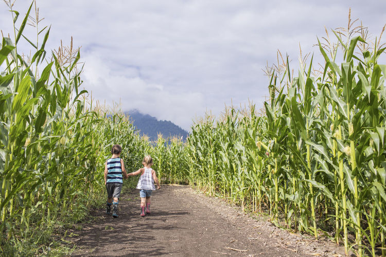 Rear view of young boy and girl holding hands exploring corn maze.