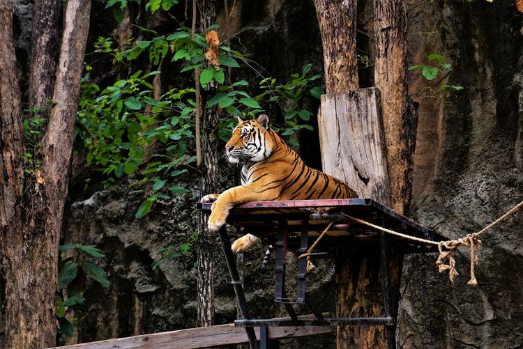Tiger relaxing in a forest