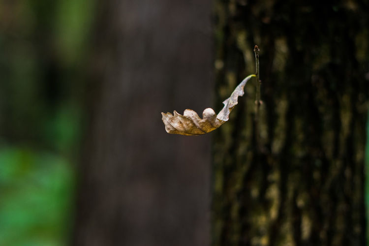 Close-up of flower growing on tree trunk in forest