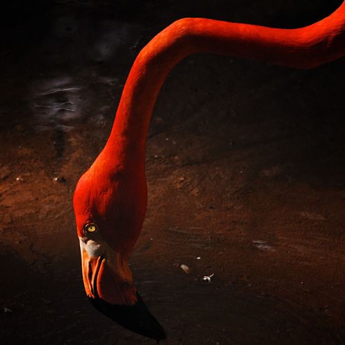 Flamingo drinking water from lake at zoo
