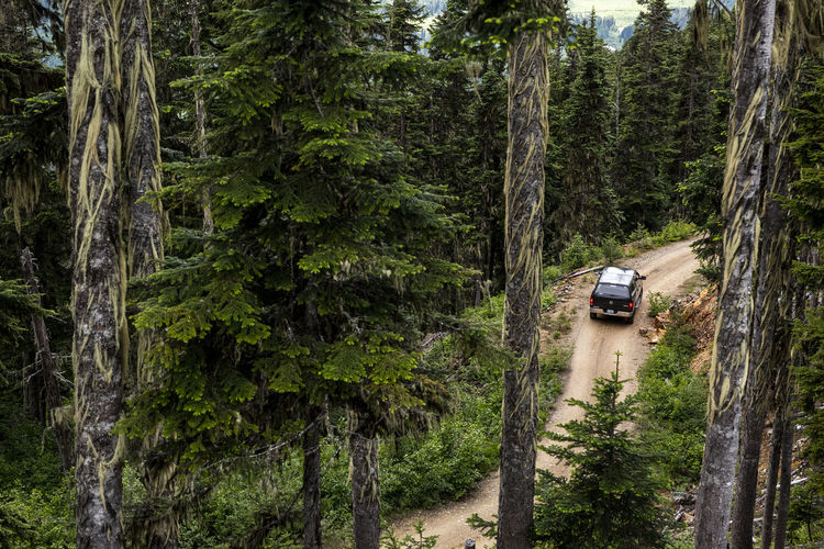 Drone view of modern vehicle driving along logging road near coniferous trees during trip through green forest in british columbia, canada