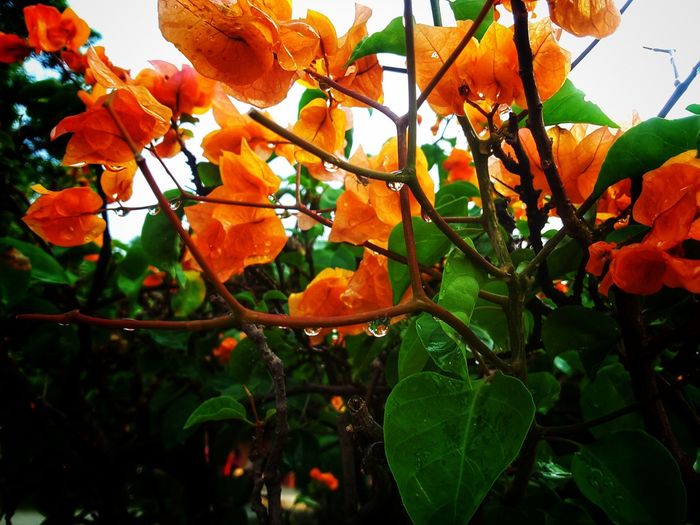 Close-up of orange flowers blooming on tree