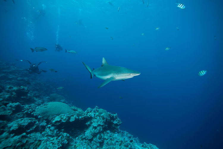 Shark swimming underwater