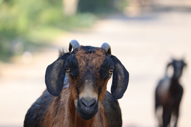 Portrait of goat against blurred background
