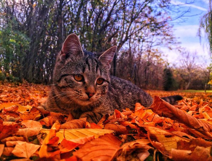 Cat lying on dry leaves during autumn