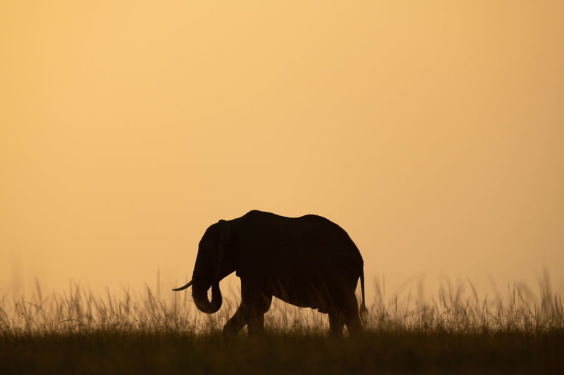 African bush elephant eating grass on horizon