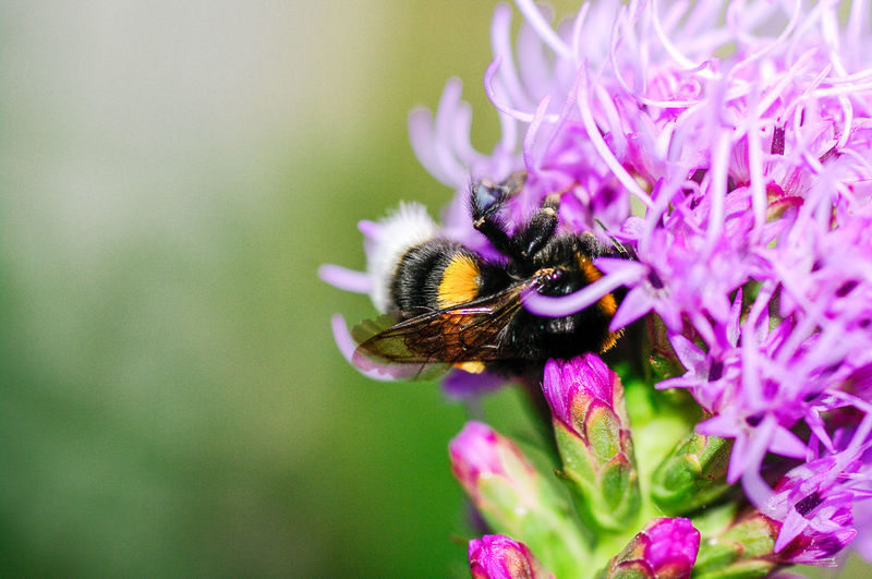 Close-up of bee on flower