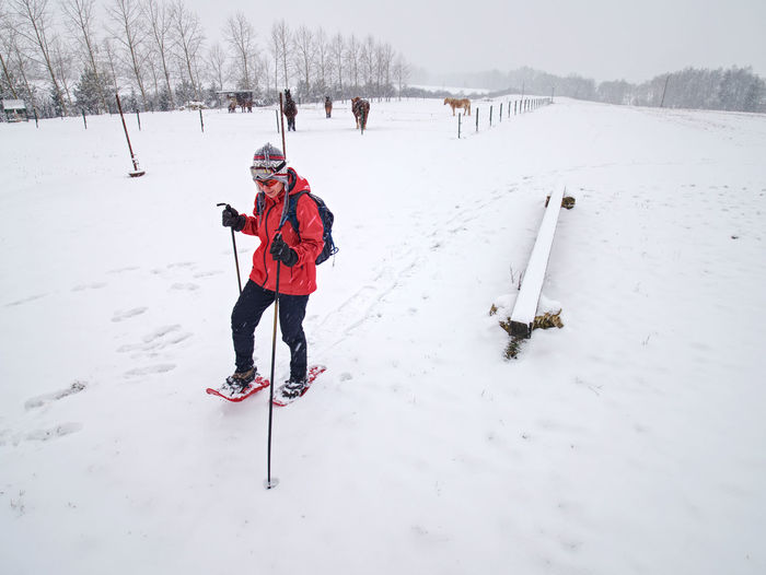 Girl walk with snowshoes at snowy horse paddock. snowfall in winter landscape, windy foggy weather
