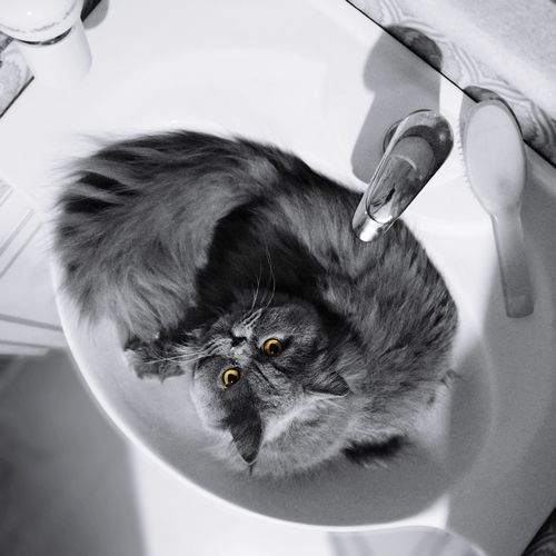 High angle portrait of cat