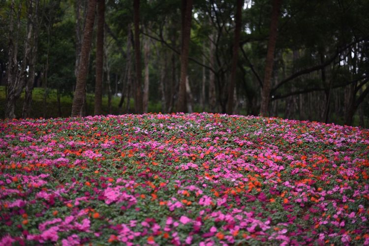 Pink flowers blooming in forest