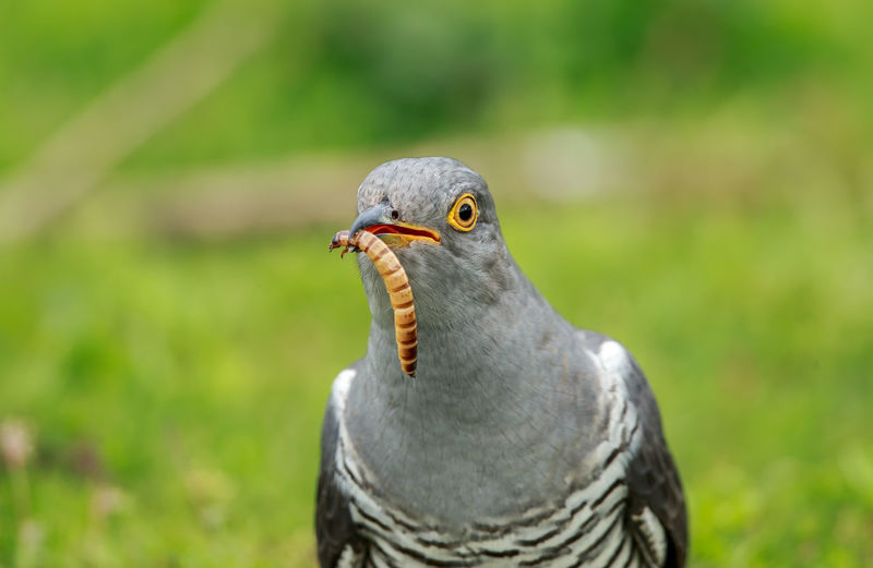 Close-up of bird holding worm in beak