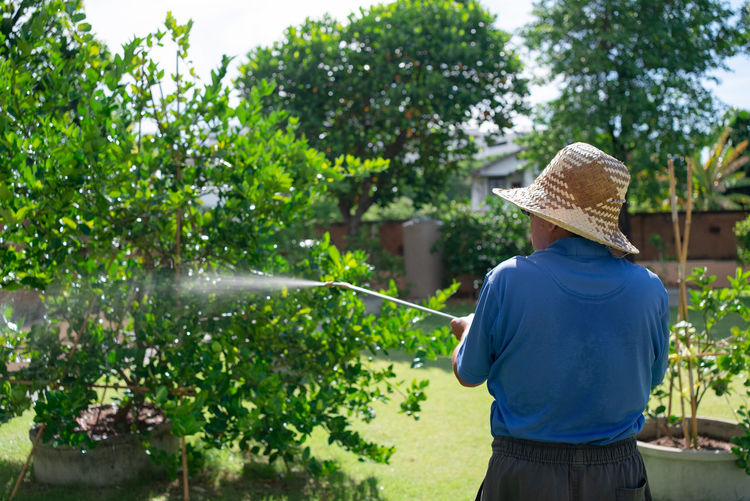 Senior farmer spray organic insecticide to lime tree in orchard