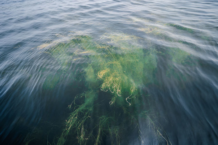 Algae under the clear water of the lake.