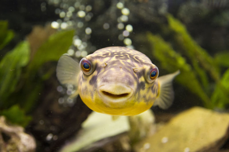 Close-up portrait of puffer fish swimming in sea