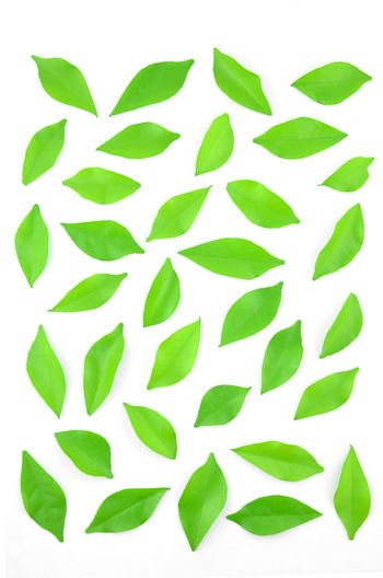 High angle view of green leaves on white background