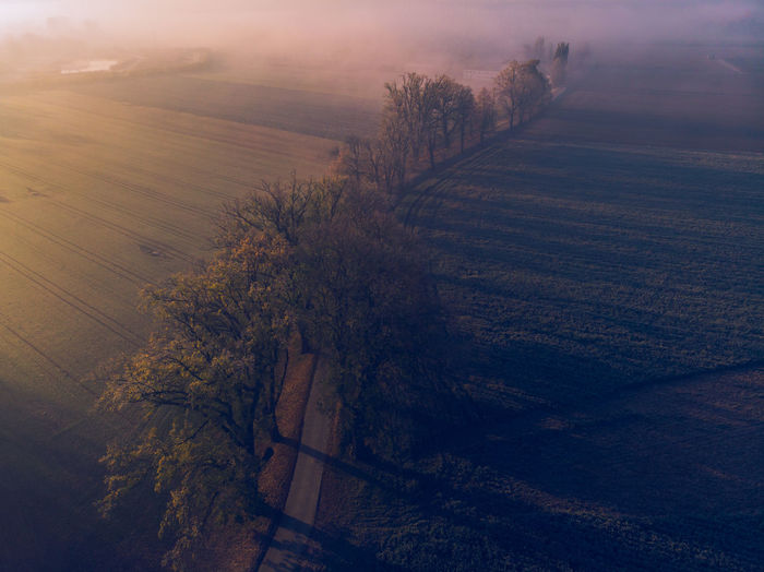 Aerial view of trees on land during sunset