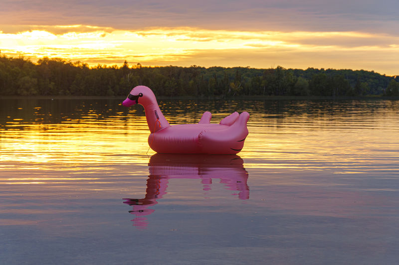 Duck floating on lake against sky during sunset