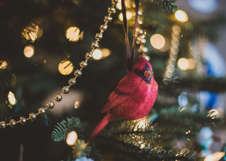 Close up of a cardinal bird ornament on a christmas tree.