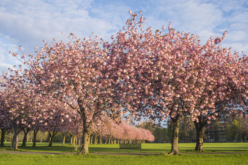 View of cherry blossom tree in park