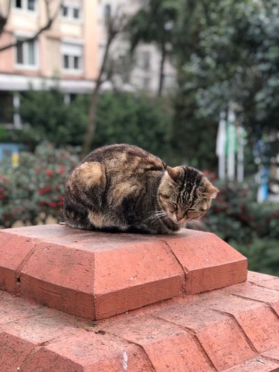 Cat resting on built structure