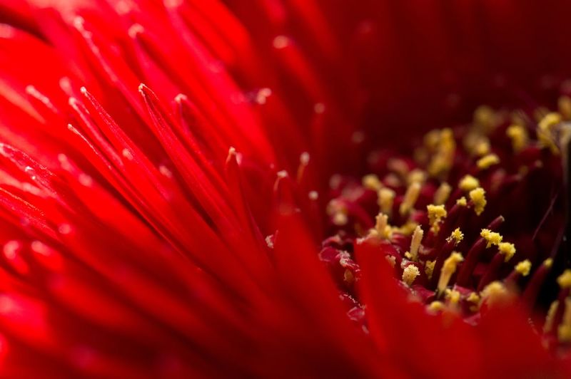 Full frame shot of red gerbera daisy