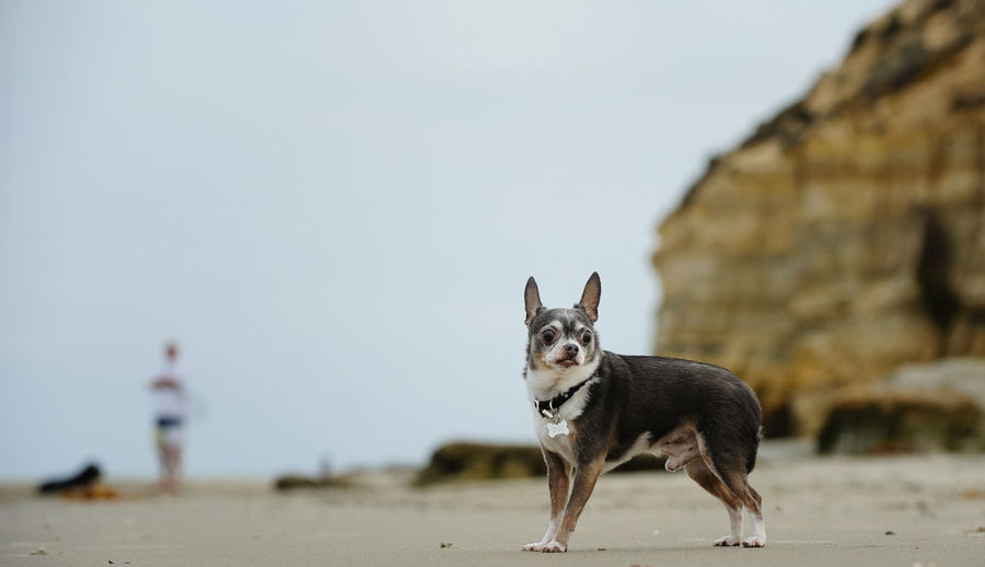 Close-up of dog standing at beach against sky