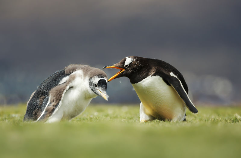 Penguins on land