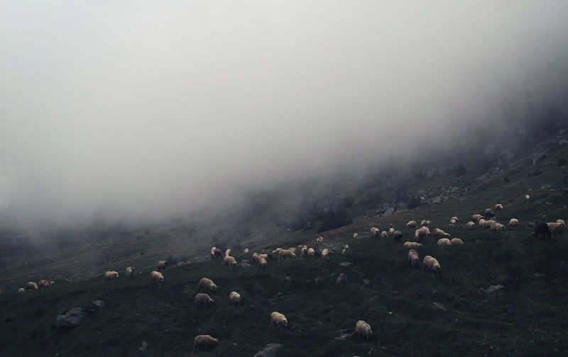 Flock of sheep on field during foggy weather
