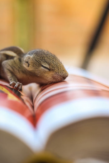 Close-up of lizard on book