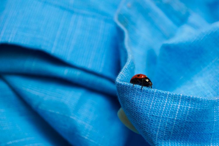 Close-up of ladybug on blue fabric