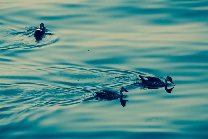 High angle view of female mallard ducks swimming in lake at dusk
