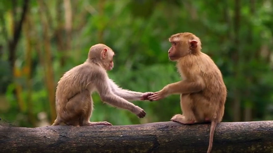 Monkey hand shake in forest on branch with green nature background