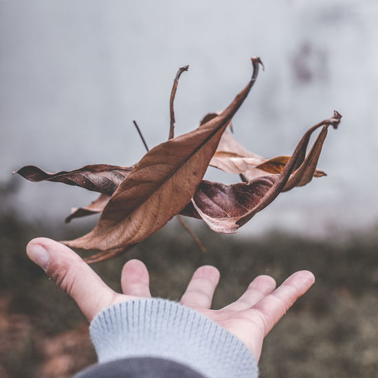 Cropped hand playing with dry leaves