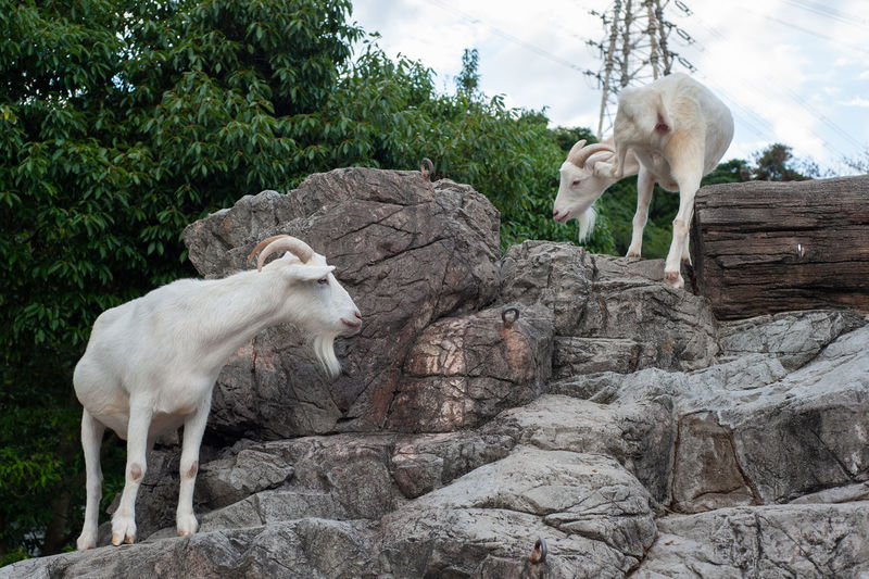 Two goats standing on rocks staring on each other in a zoo in japan