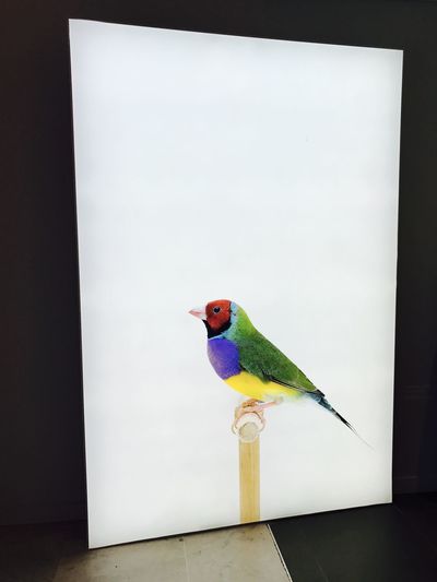 View of parrot perching on table
