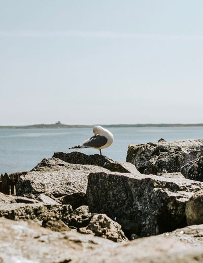 Seagull on rock by sea against sky