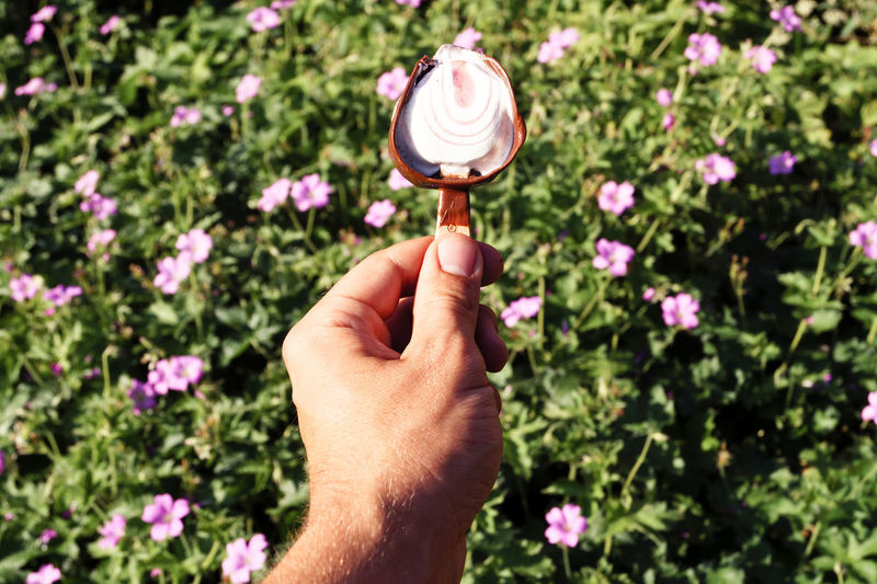 Cropped image man holding ice cream against pink flowers