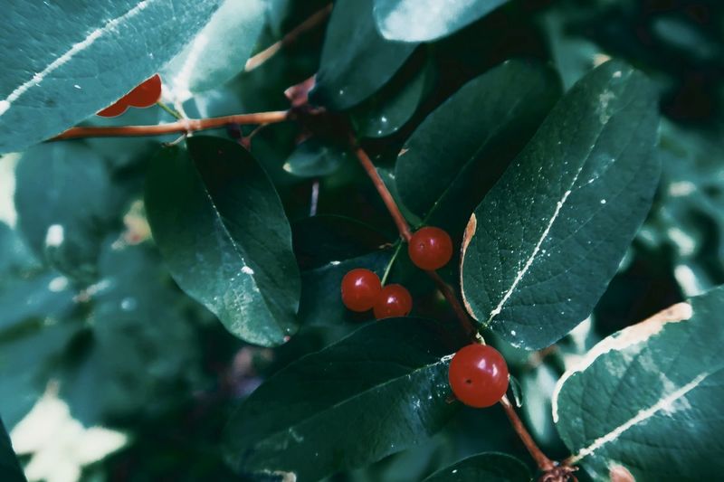 Close-up of wet red berries growing on plant