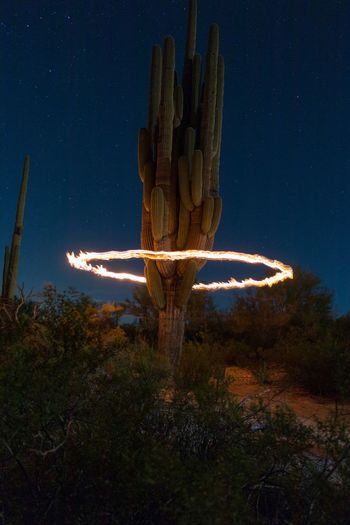Fire rounding saguaro cactus at night