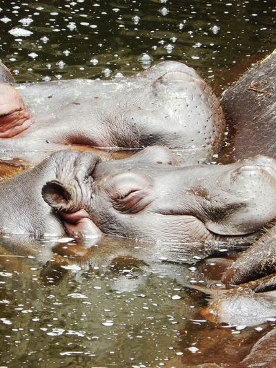 Sleeping hippo