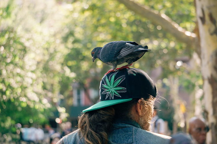 Bird perching on man wearing cap