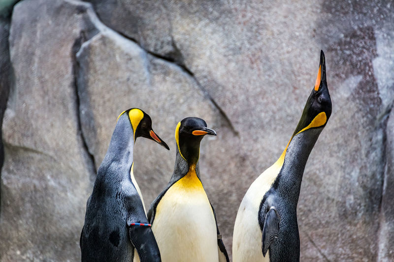Close-up of penguins against rocks