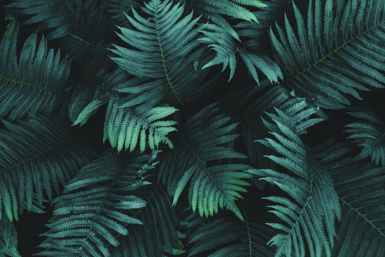 Fern leaves background, fern growing in dark forest, overhead view, moody natural plants background